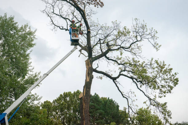 Best Tree Mulching  in Chowchilla, CA